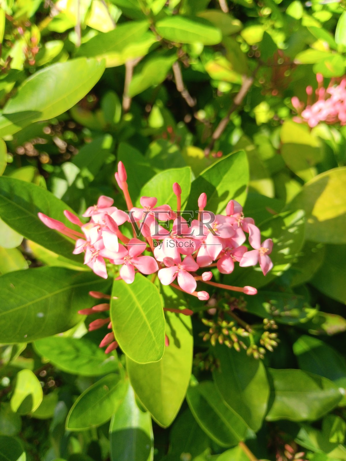 自然的烟花。伞房花序，簇生的花。照片摄影图片