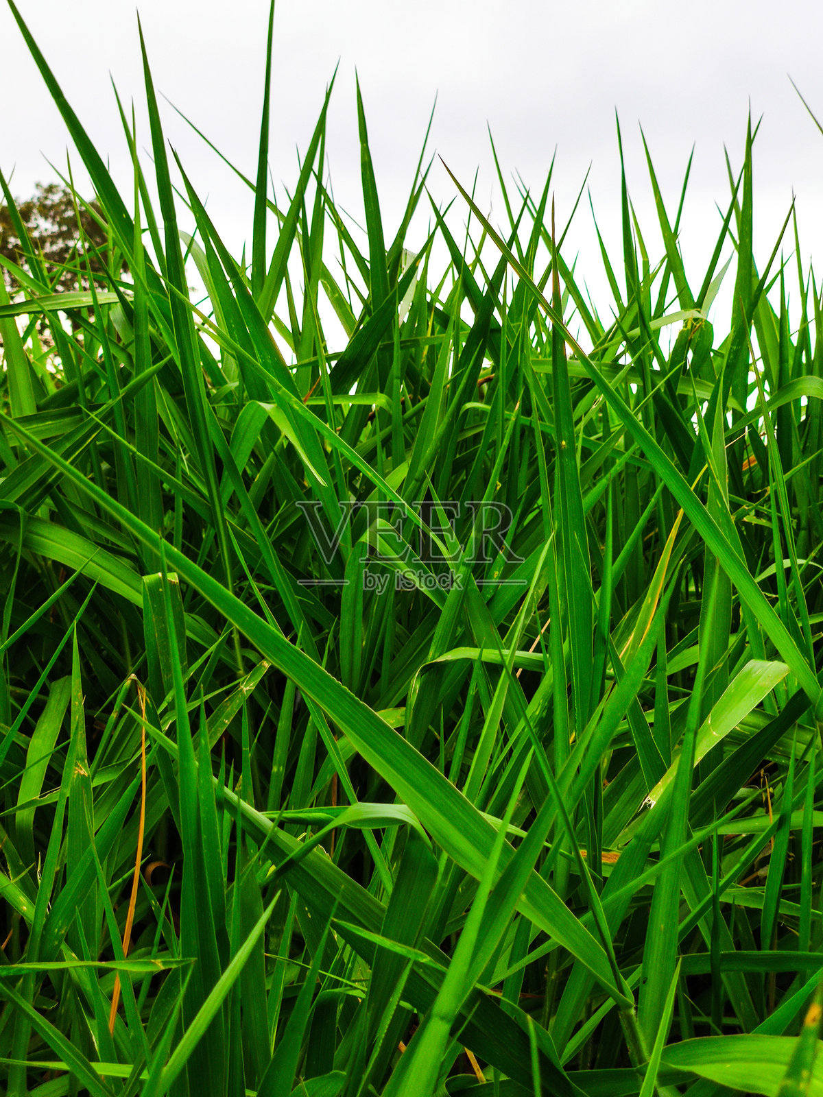 雨后农场上的绿草照片摄影图片