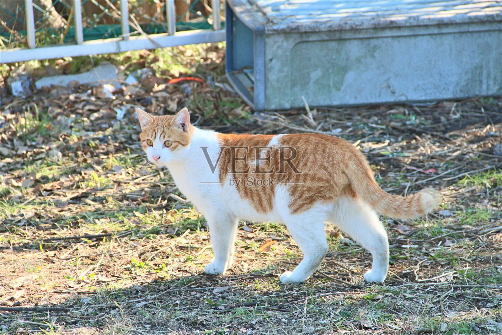只流浪猫照片摄影图片