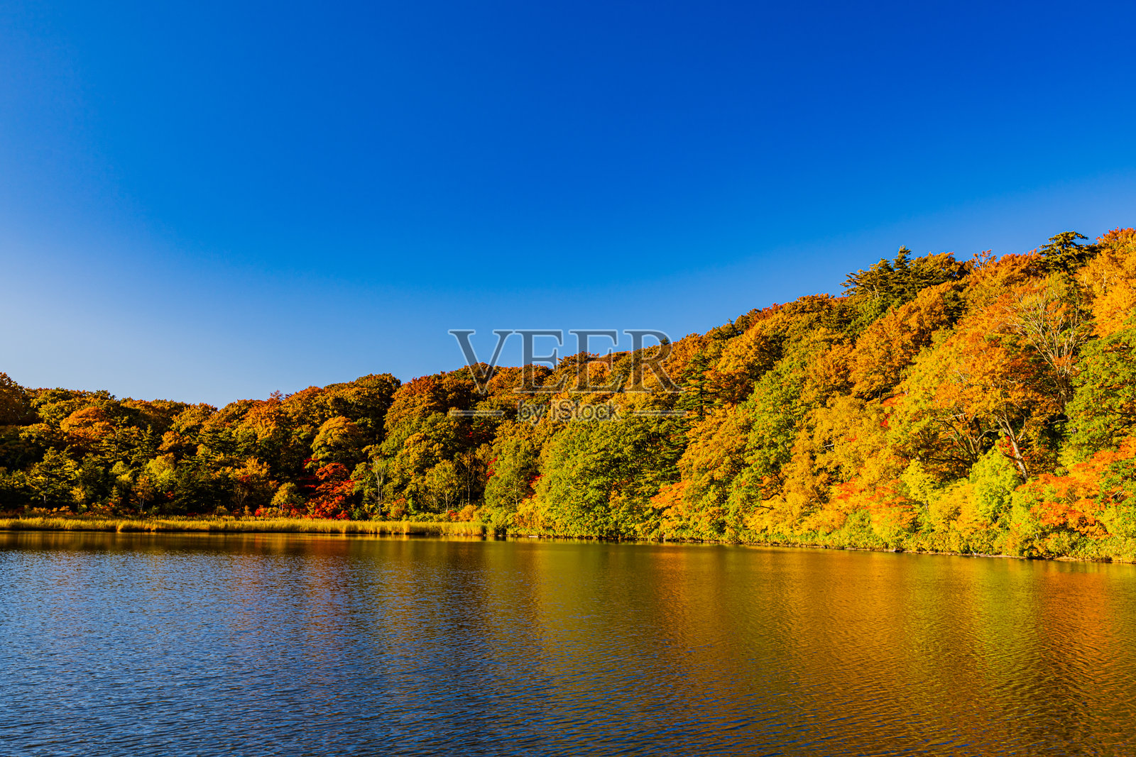 秋田县八幡台市小沼的秋叶照片摄影图片