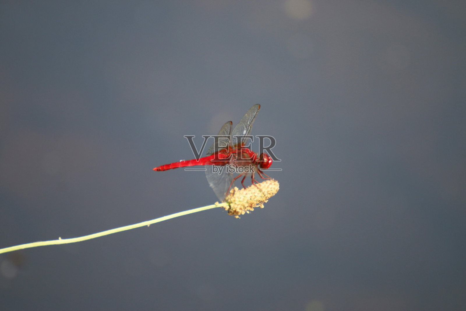 雄性红蜻蜓图片照片摄影图片