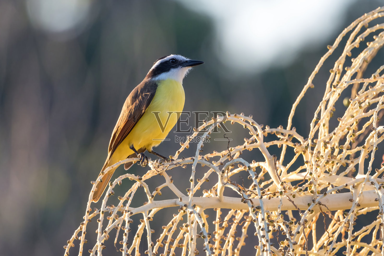 哥斯达黎加的一棵棕榈树上的大Kiskadee。照片摄影图片