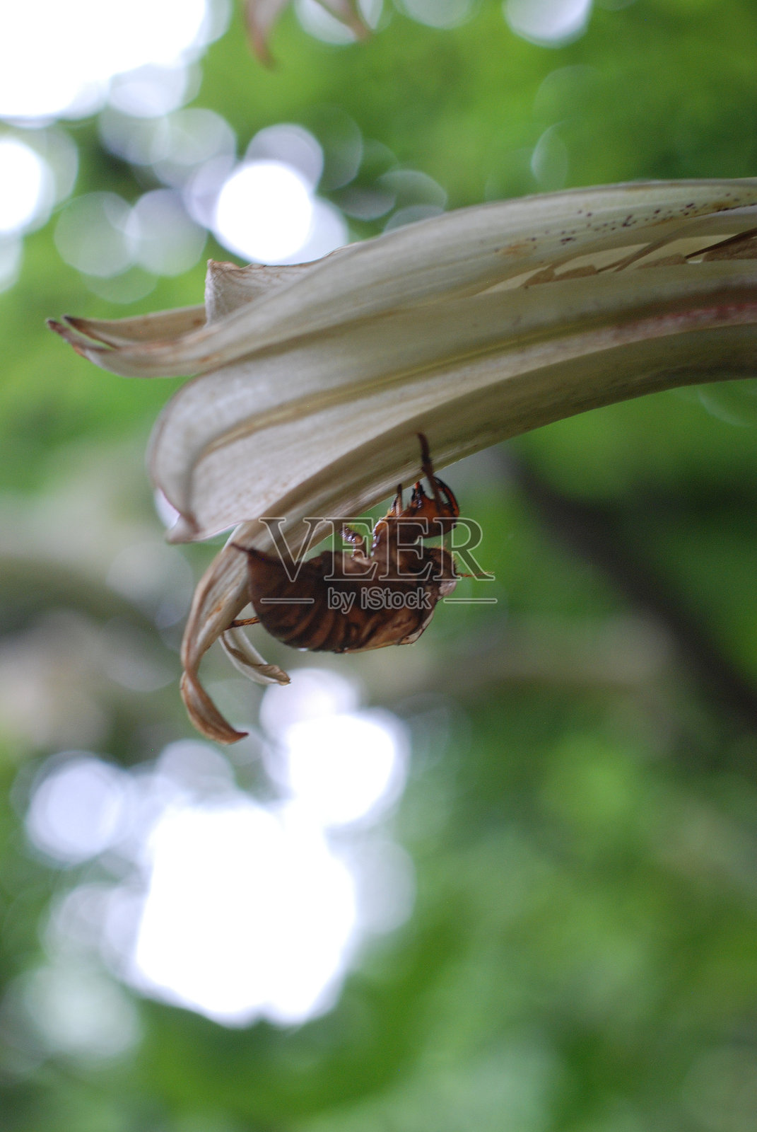 一只蝉壳留在Ubayuri(肿茎百合)花上照片摄影图片