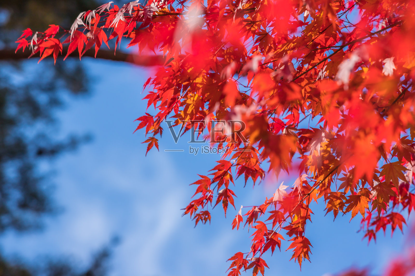 山梨县广濑大坝的秋叶照片摄影图片