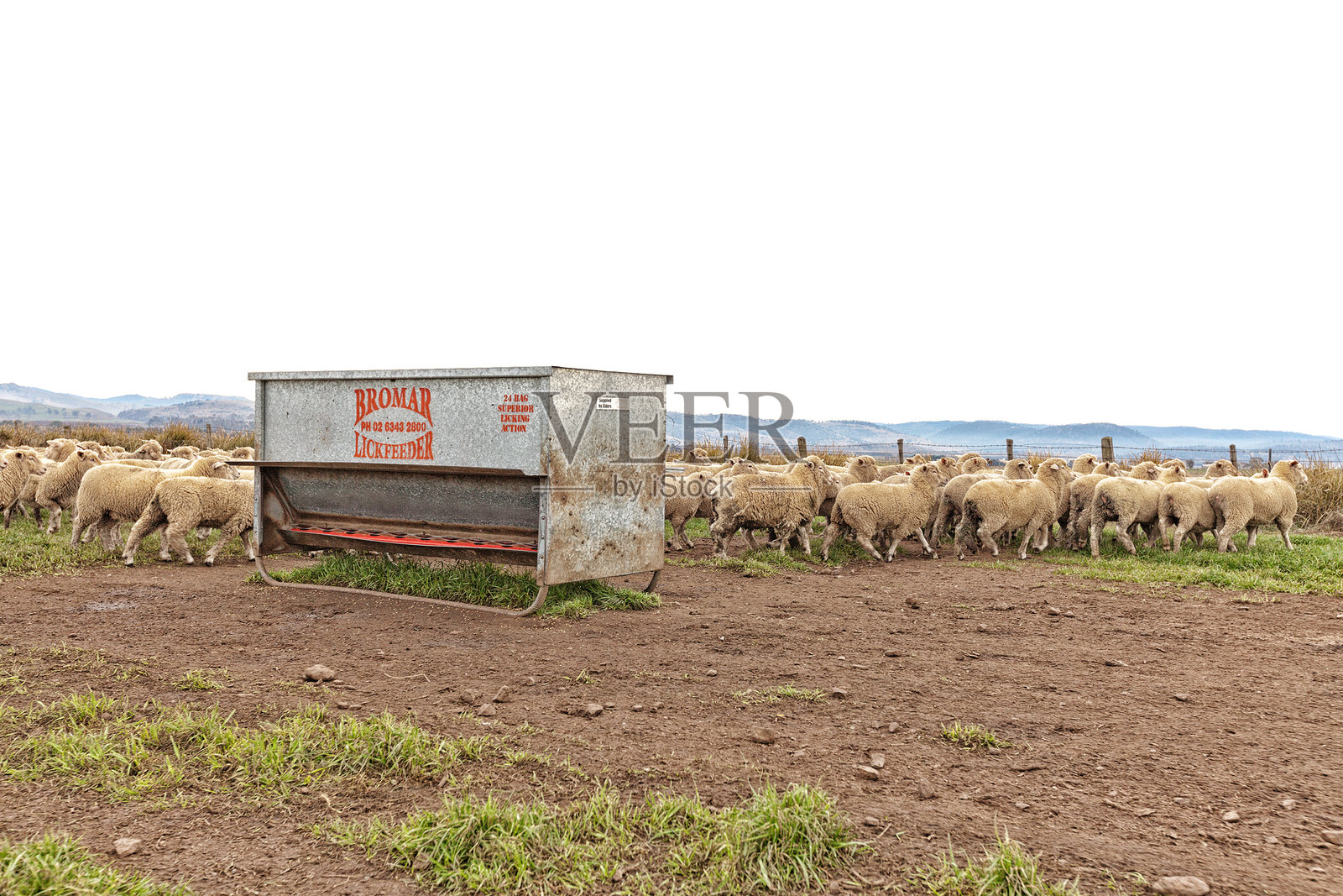 围场里的羊照片摄影图片