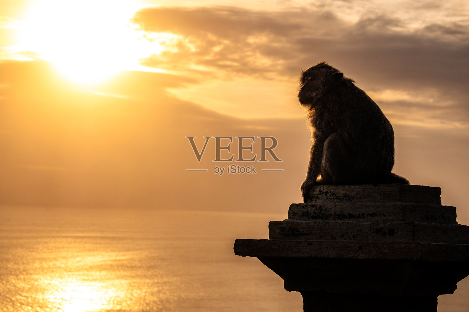 日落时猴子的剪影照片摄影图片