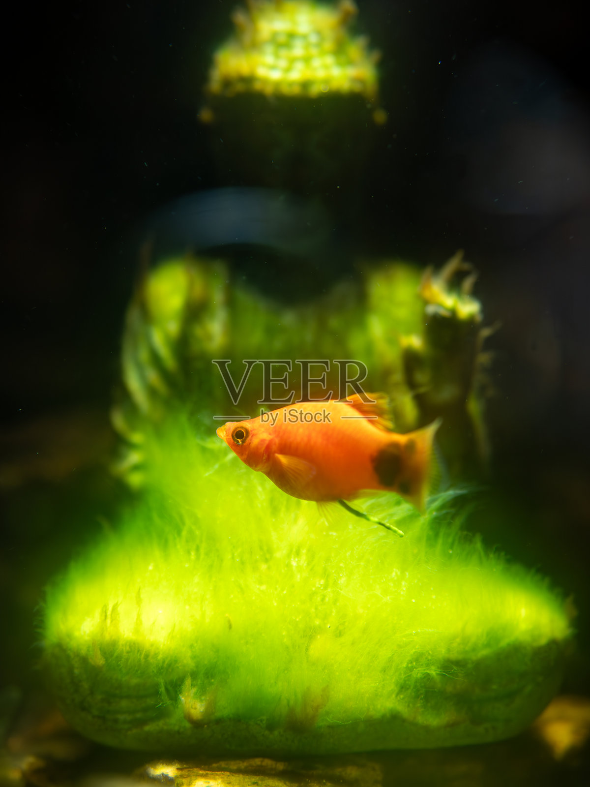 鱼缸里的水下佛像。照片摄影图片