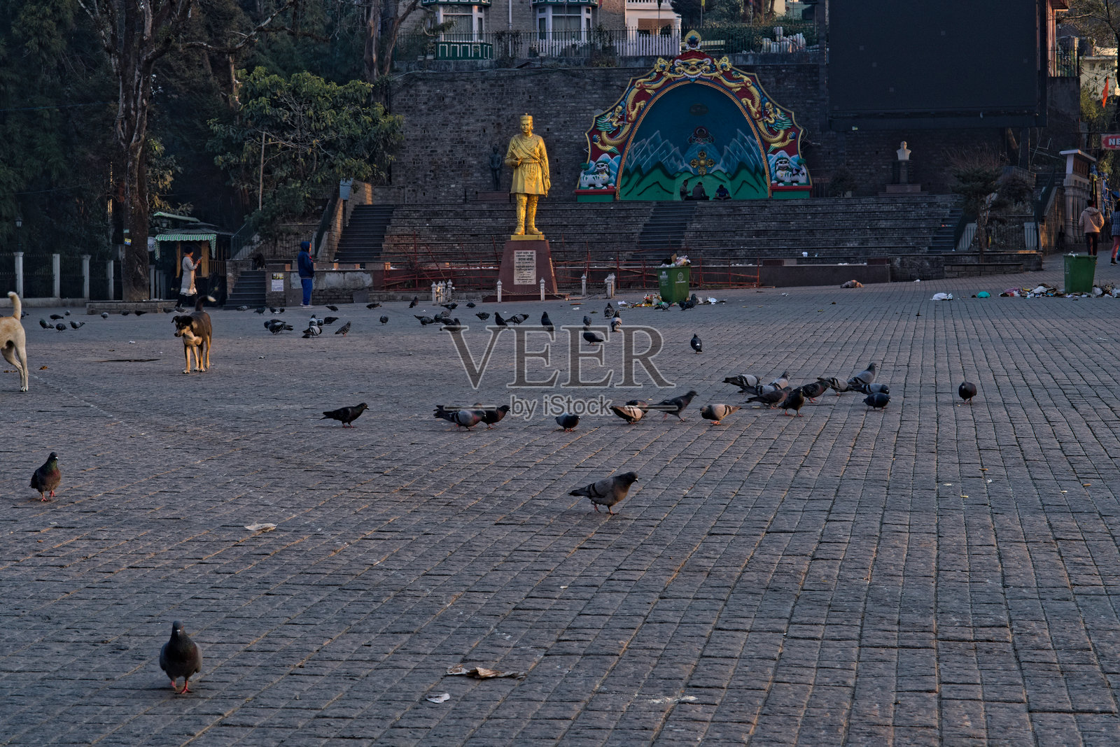 清晨时分，鸽子在大吉岭空旷的街道上进食的景象照片摄影图片