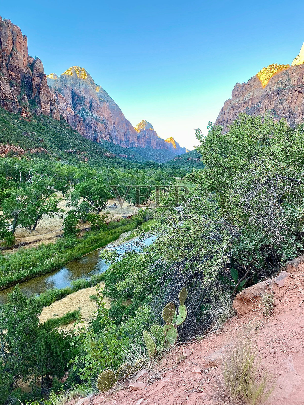 沙漠树在山区的红色岩石山谷照片摄影图片