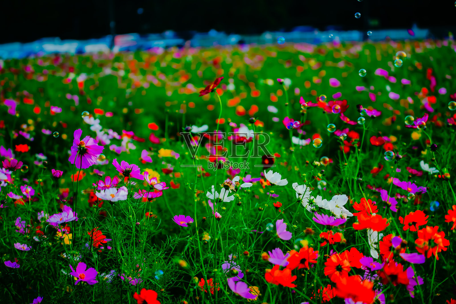 日本千叶美丽的宇宙。照片摄影图片