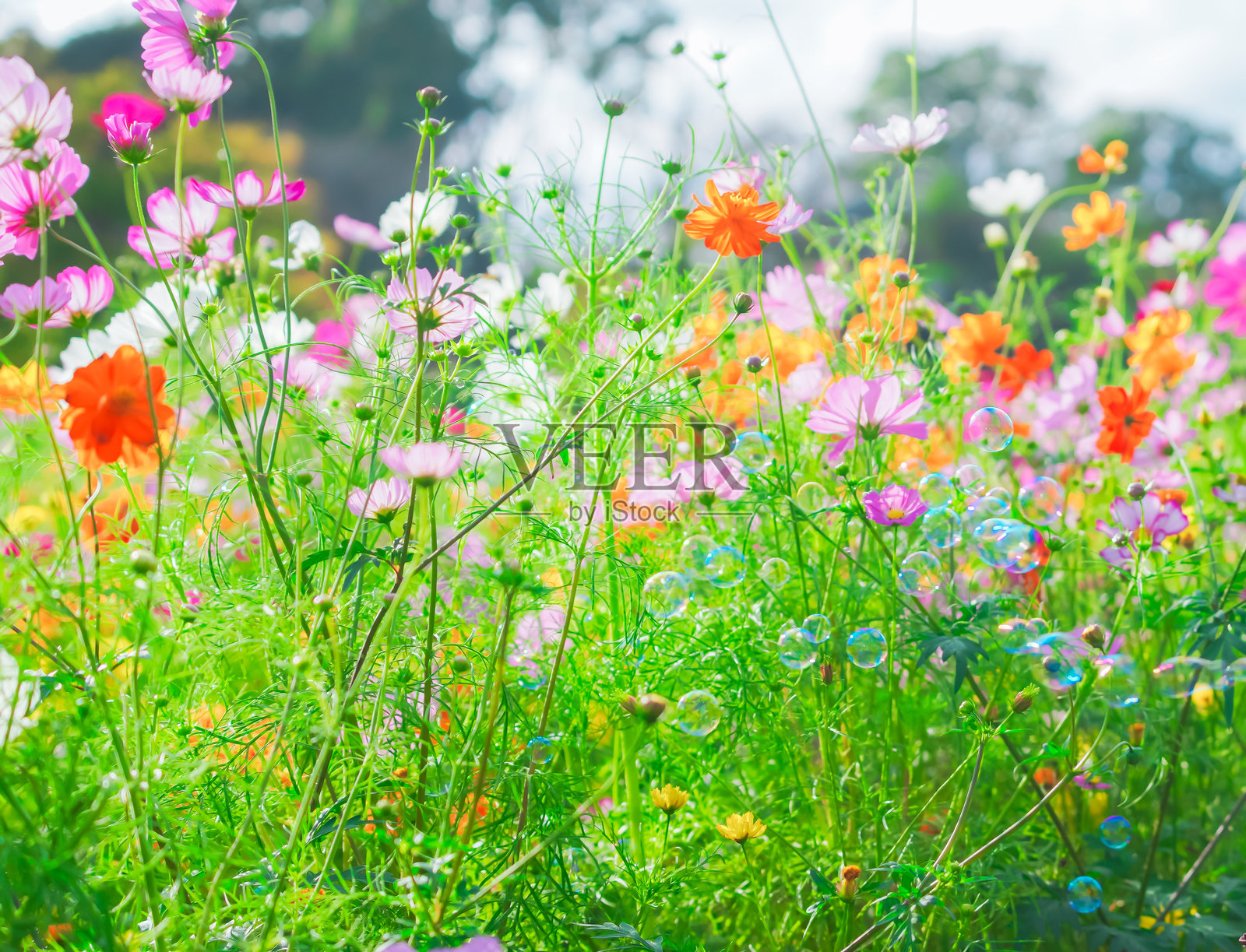 日本千叶美丽的宇宙。照片摄影图片