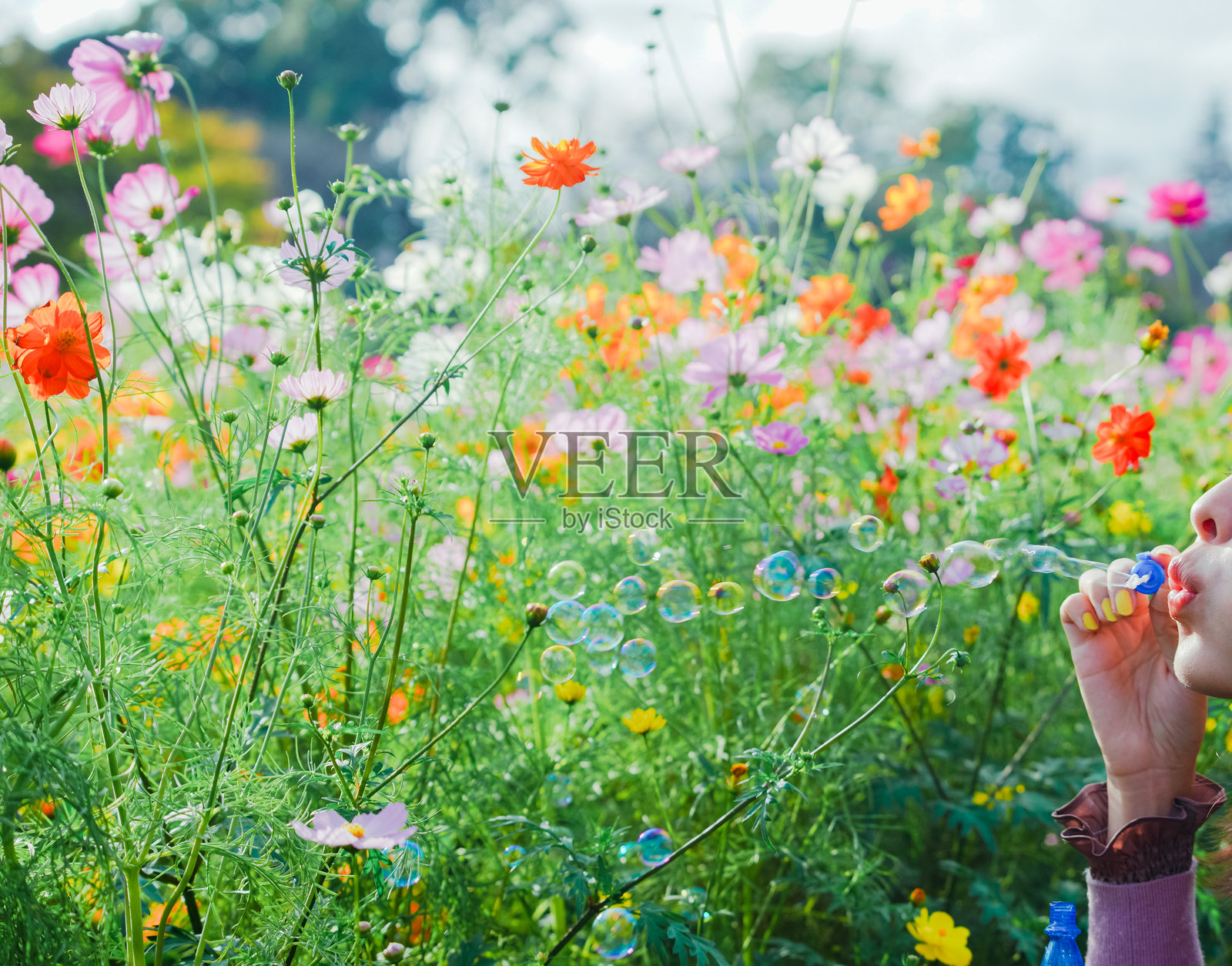 日本千叶美丽的宇宙。照片摄影图片