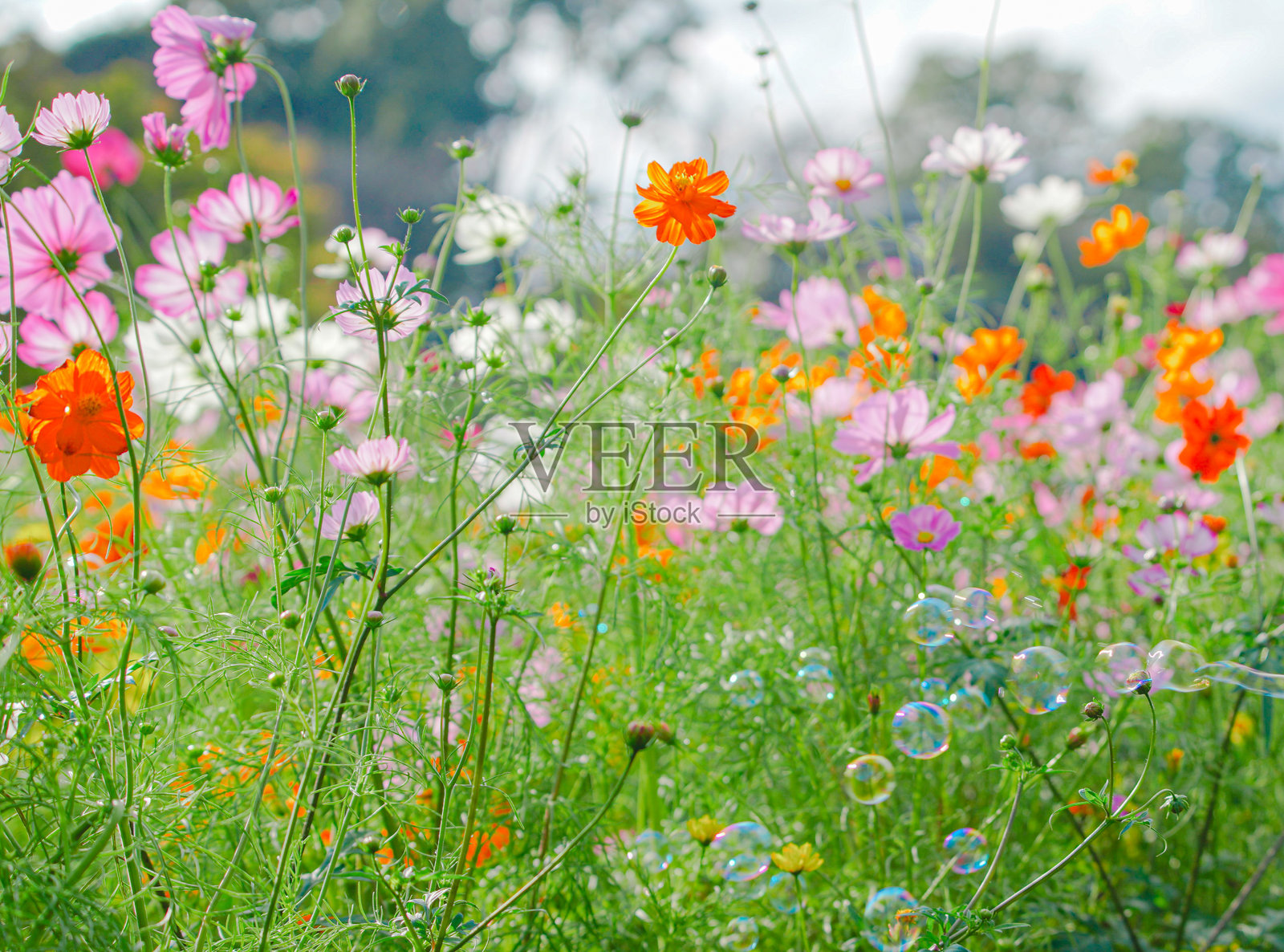 日本千叶美丽的宇宙。照片摄影图片