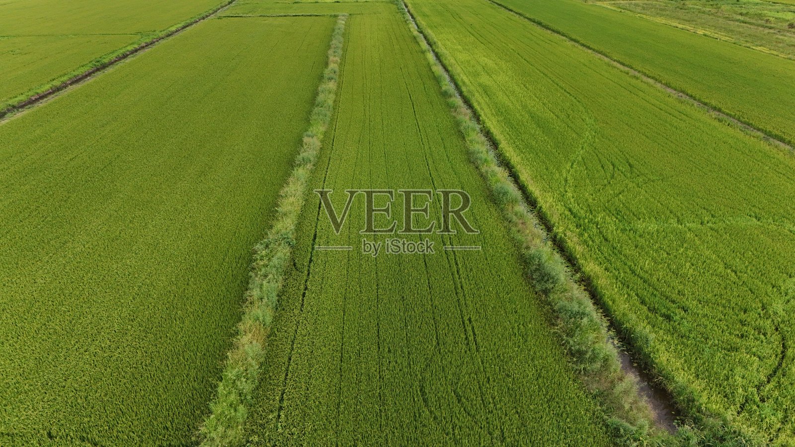 绿色稻田鸟瞰泰国乡村照片摄影图片