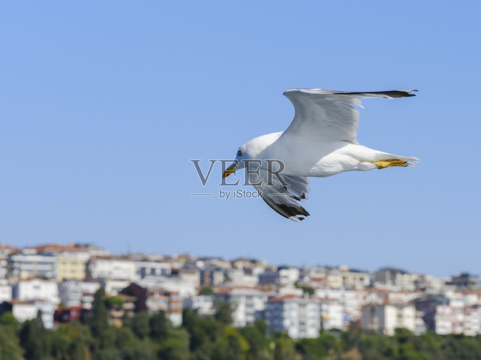 一只可爱的海鸥在天空中照片摄影图片