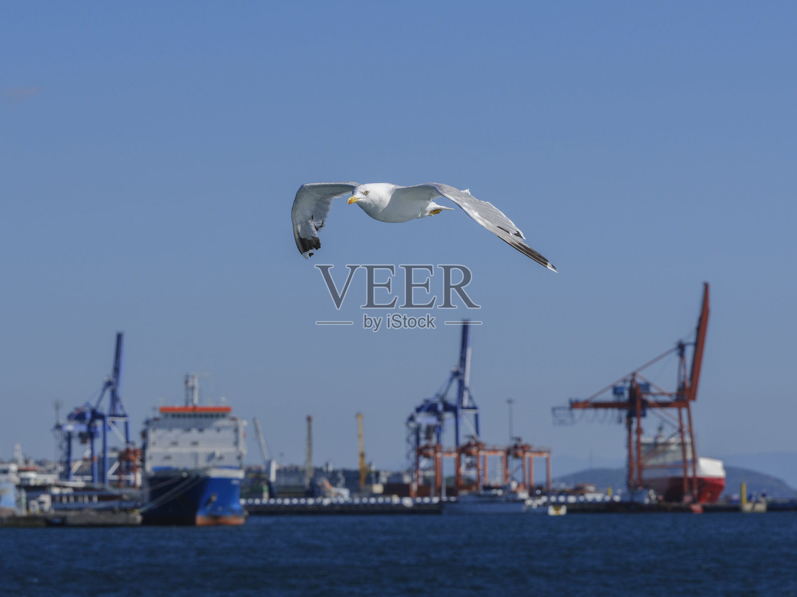 海鸥在码头上飞来飞去照片摄影图片