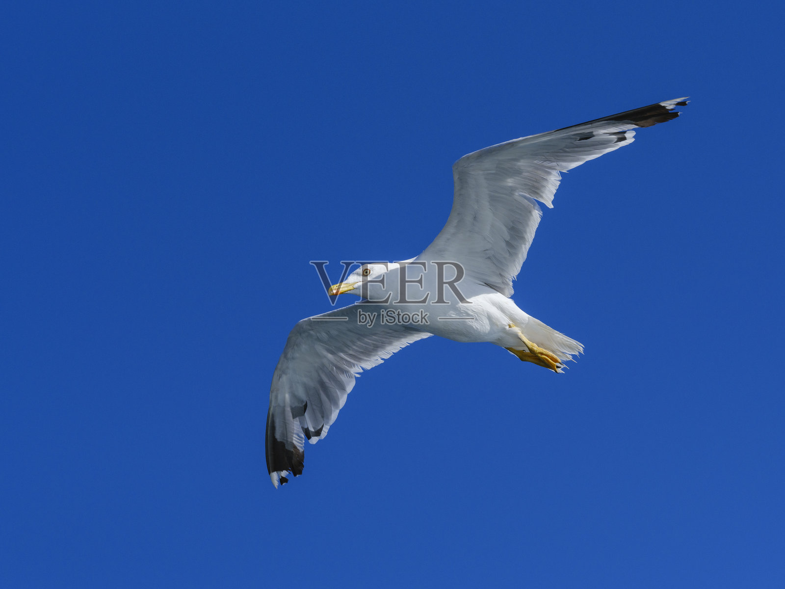 一只可爱的海鸥在天空中照片摄影图片