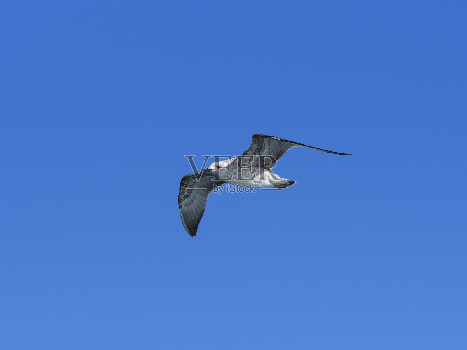 一只美丽的海鸥在蓝天上飞翔照片摄影图片