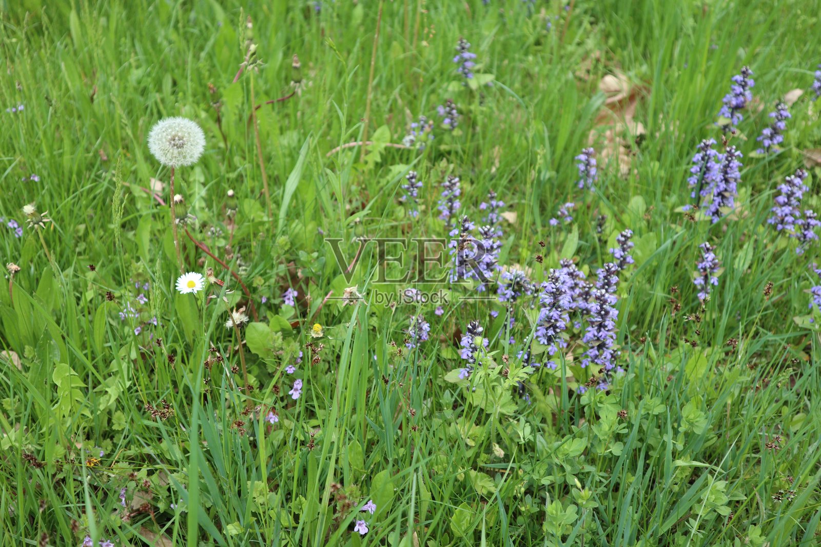 乡村的春天照片摄影图片