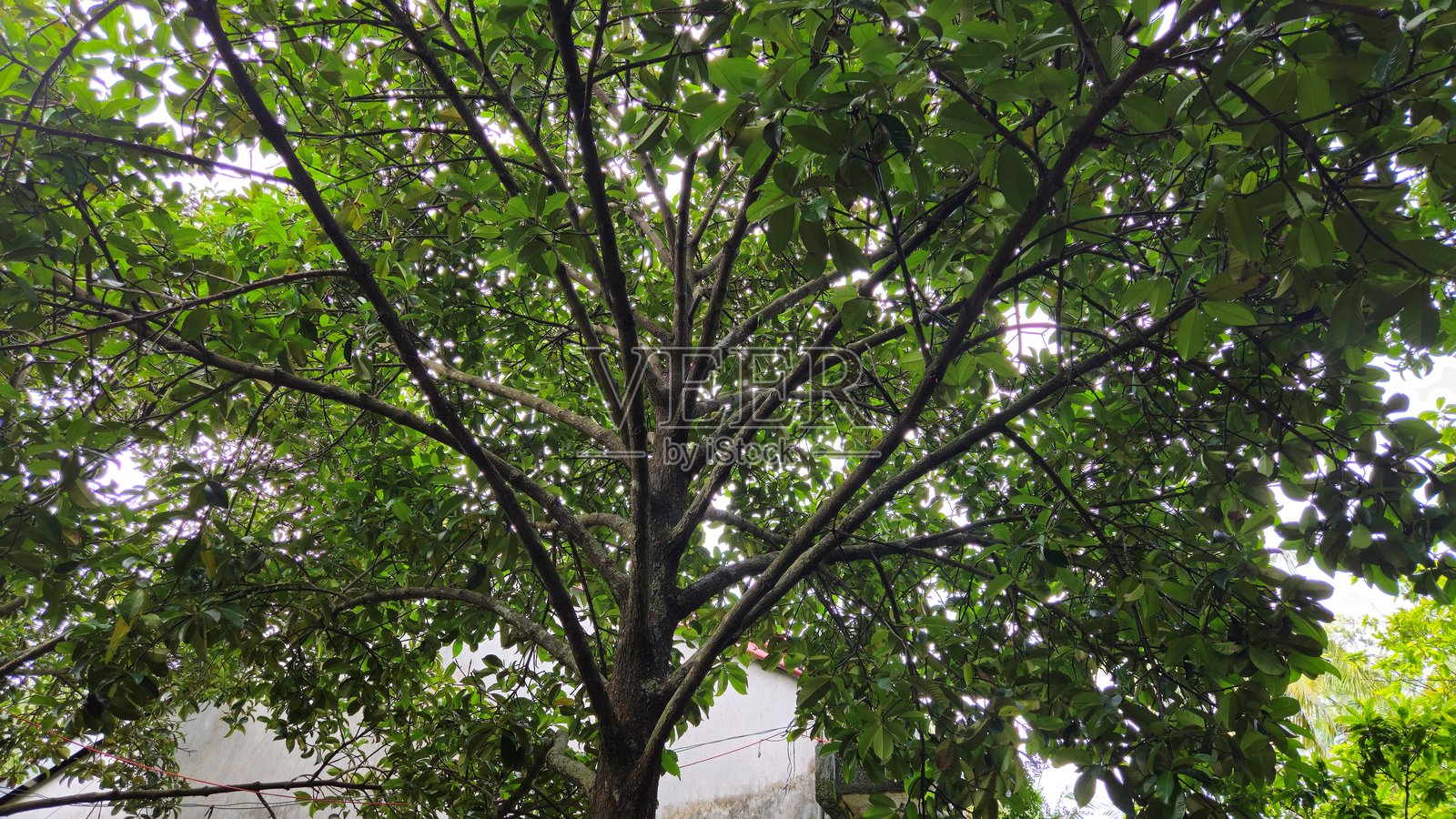 越南湄公河三角洲永隆省Mang Thit镇花园中山竹的叶子和树枝的特写。照片摄影图片