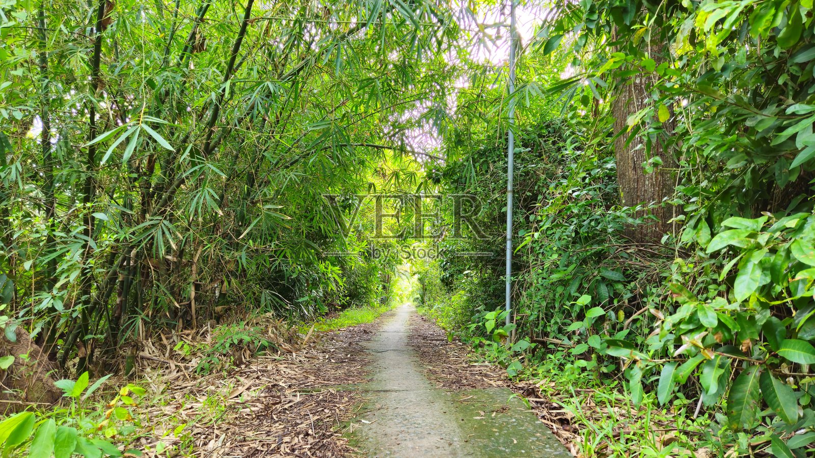 阳光明媚的日子里，在越南湄公河三角洲永隆省的热带村庄，郁郁葱葱的绿色狭窄街道。青翠的竹林沿路而行。照片摄影图片