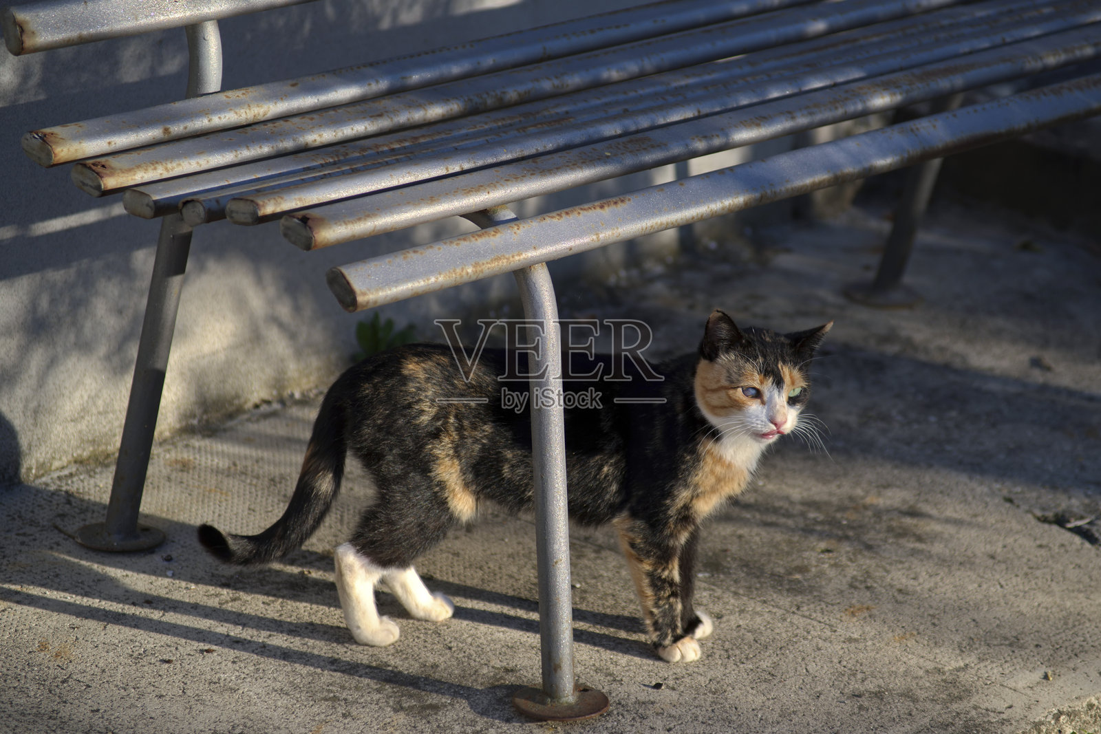 在阳光下的长凳下有一只三色猫照片摄影图片