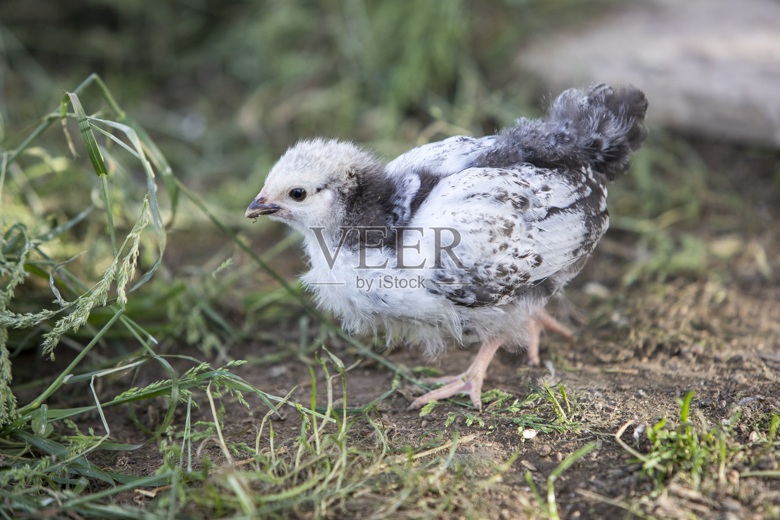苏塞克斯的小鸡走在谷仓院子的草地上。照片摄影图片