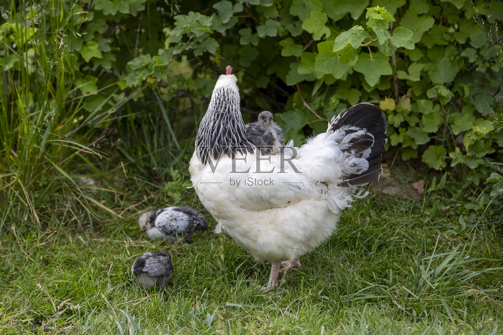 两只小鸡躲在苏塞克斯母鸡的羽毛里寻求保护。照片摄影图片