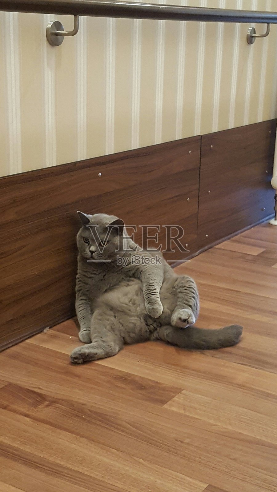 一只英国短毛猫坐在地板上的高角度照片照片摄影图片