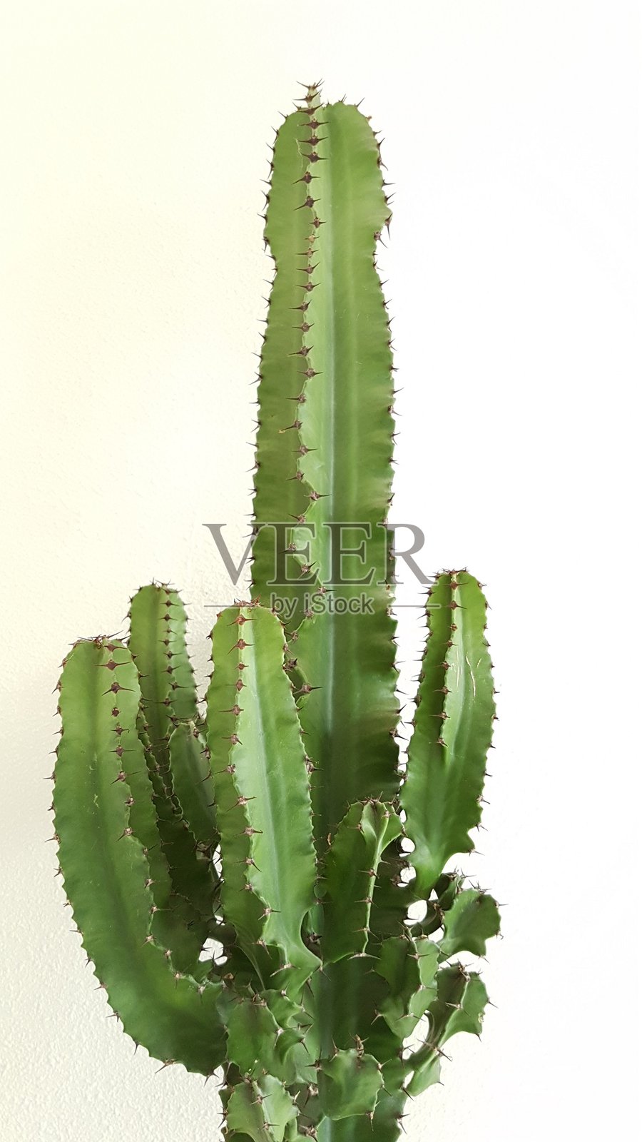 仙人掌植物在白色背景下的特写照片摄影图片