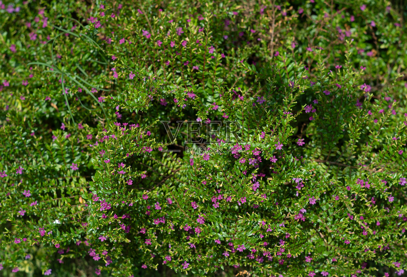 阳光下的绿叶照片摄影图片