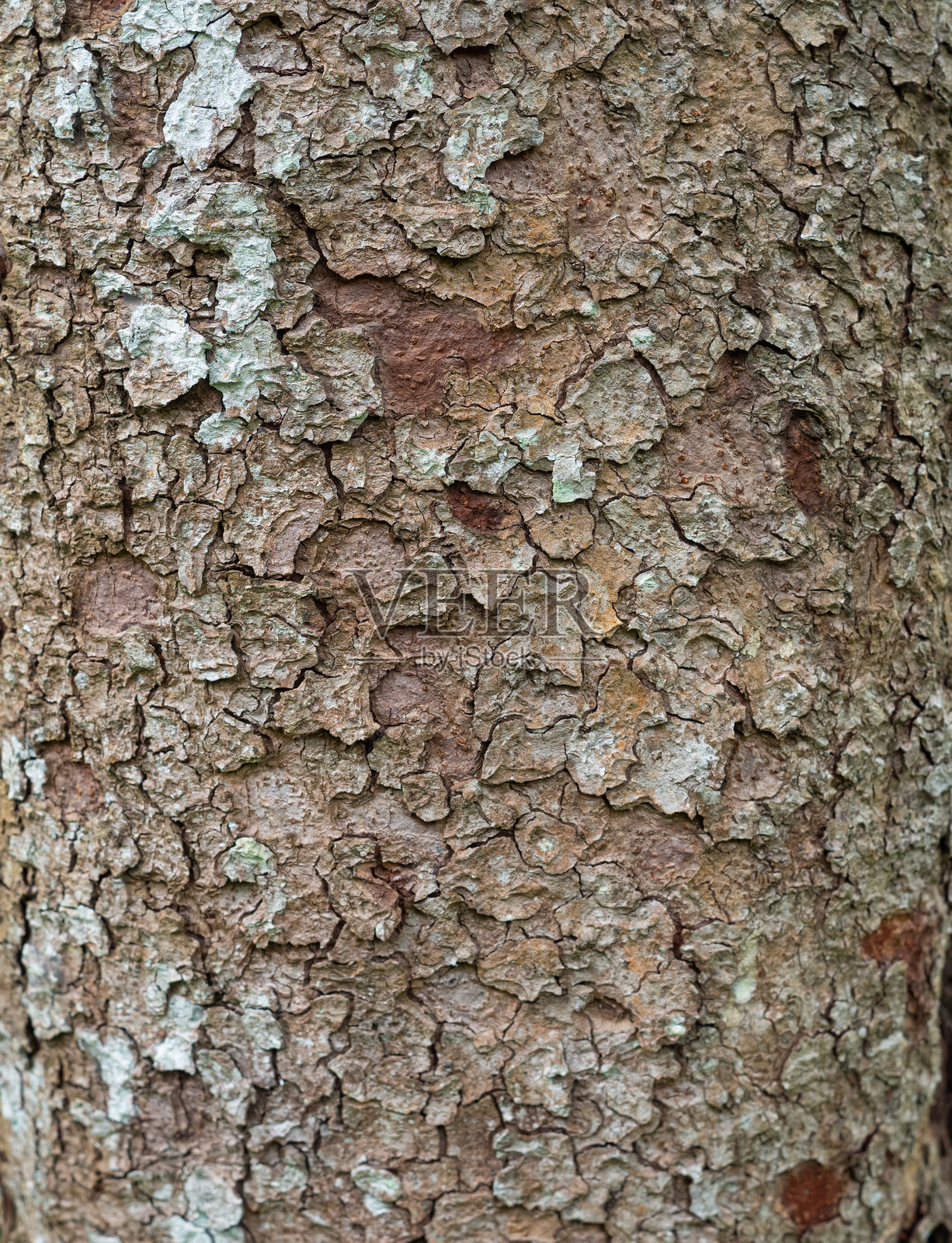 树皮图案是无缝纹理从树。为背景照片摄影图片