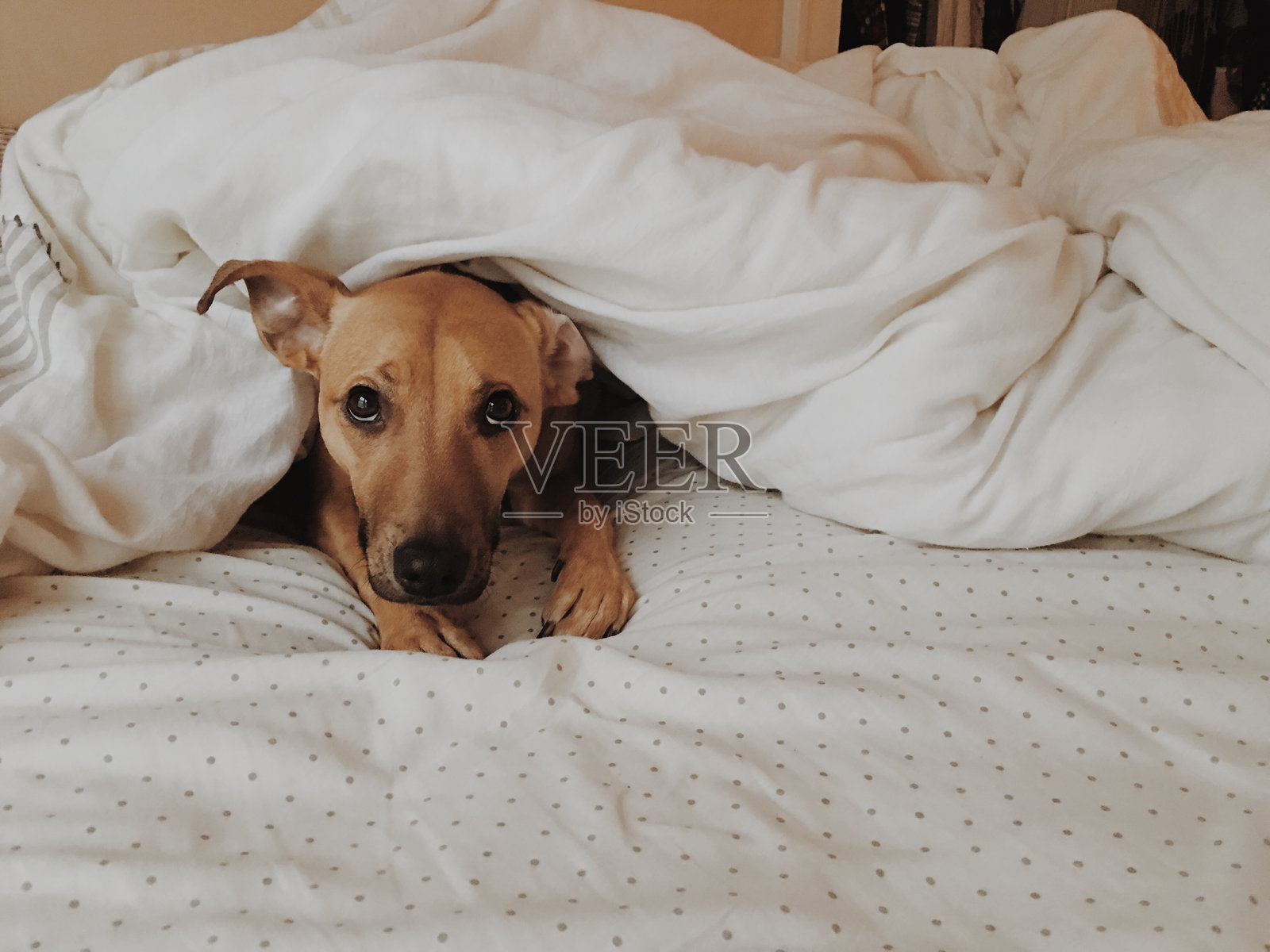 狗在床上放松的肖像照片摄影图片