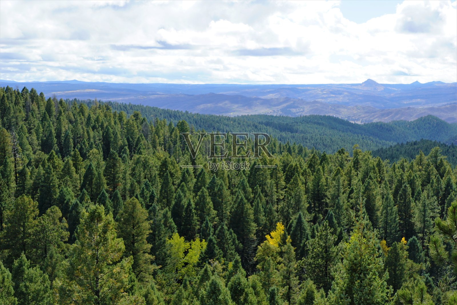 天空衬托下森林里树木的风景照片摄影图片