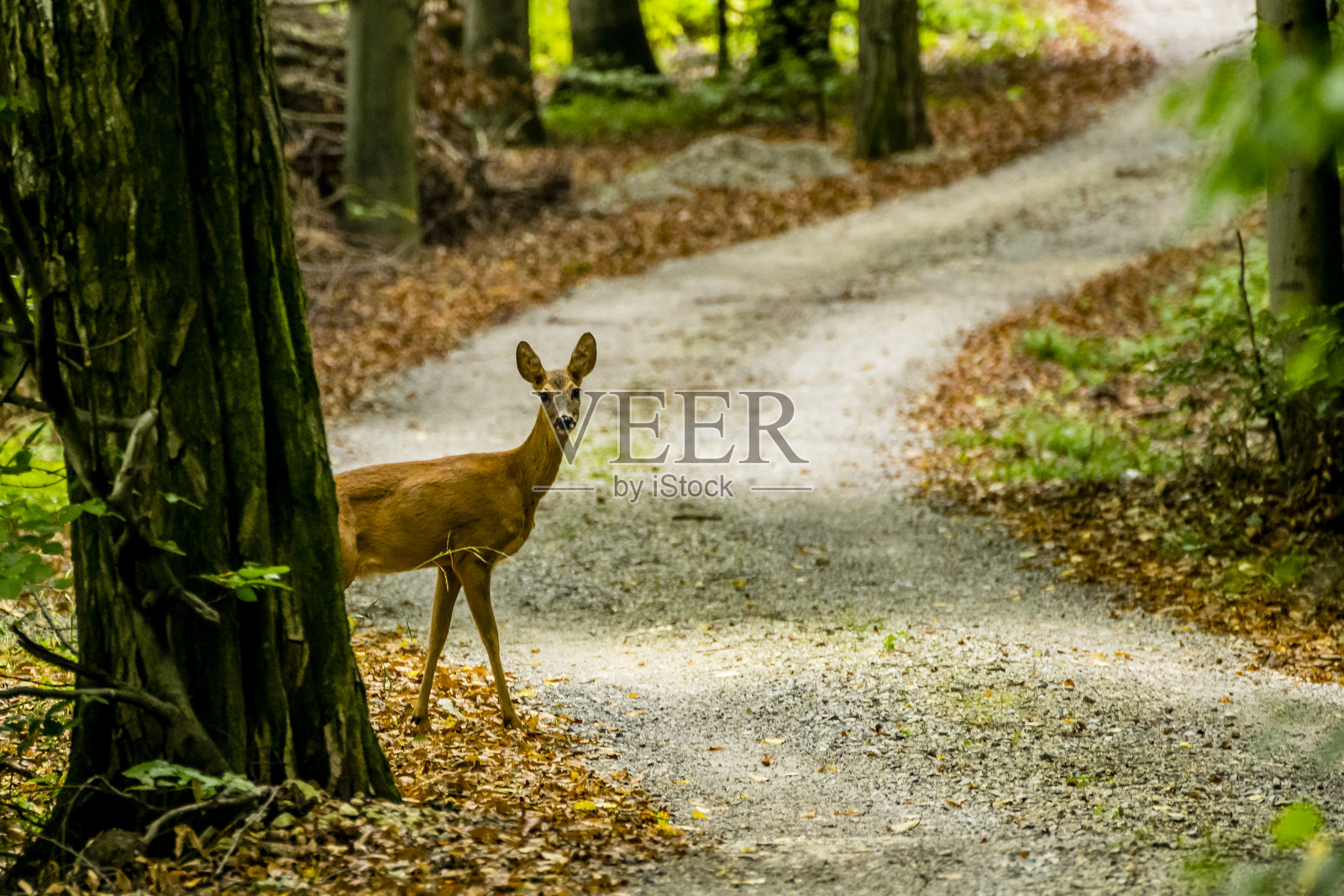 鹿在树后看着相机照片摄影图片