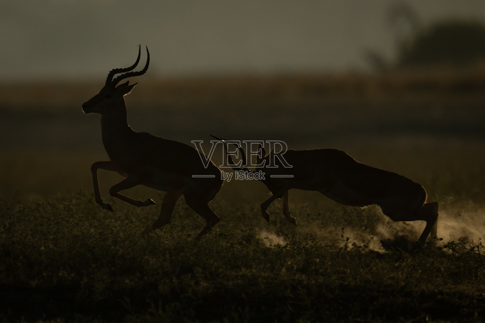 雄性黑斑羚在另一只黑斑羚的剪影后疾驰照片摄影图片