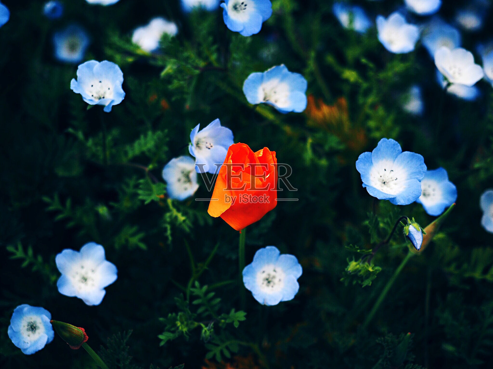 橙色和蓝色的花朵盛开在公园的高角度视图照片摄影图片