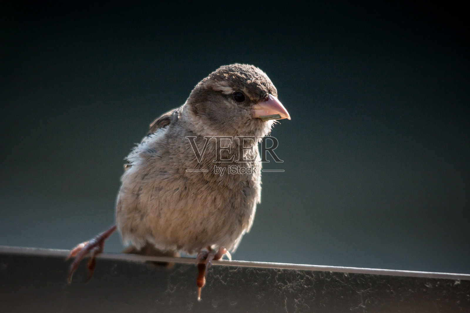 麻雀栖息在栏杆上的特写照片摄影图片
