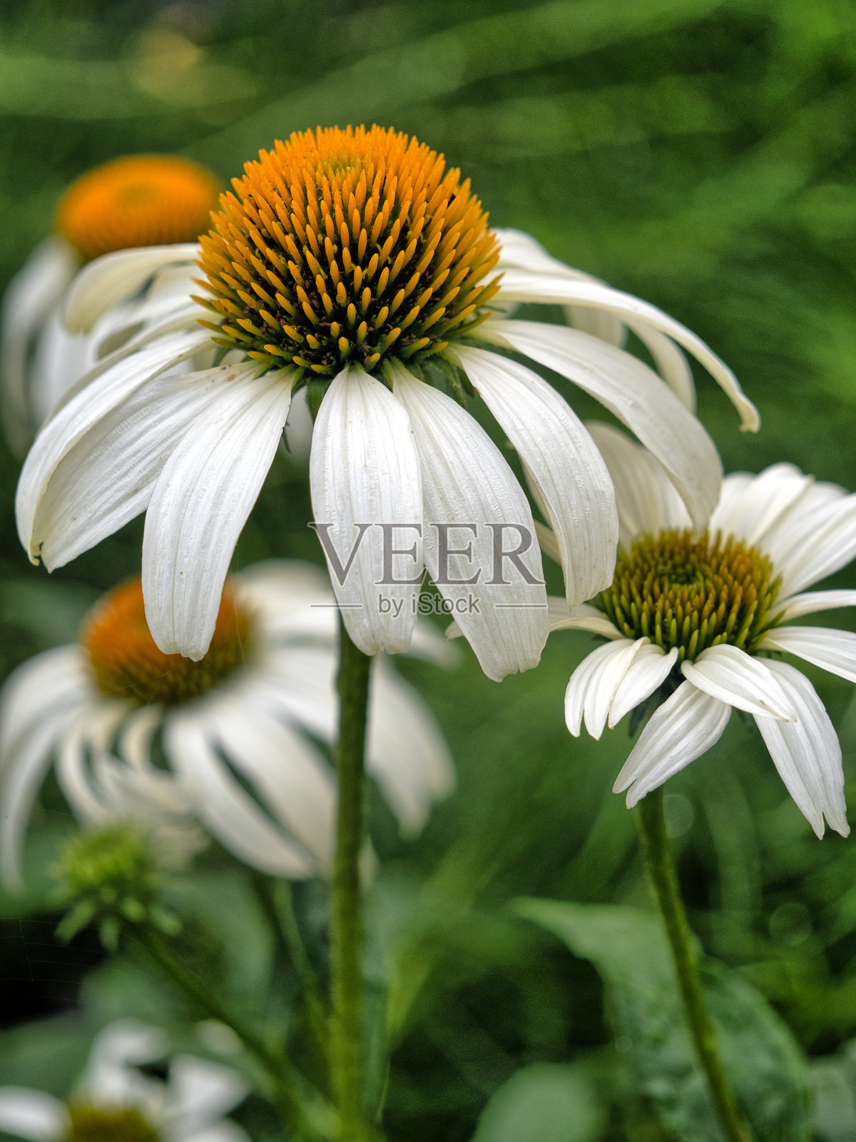 紫锥菊在春天开花照片摄影图片