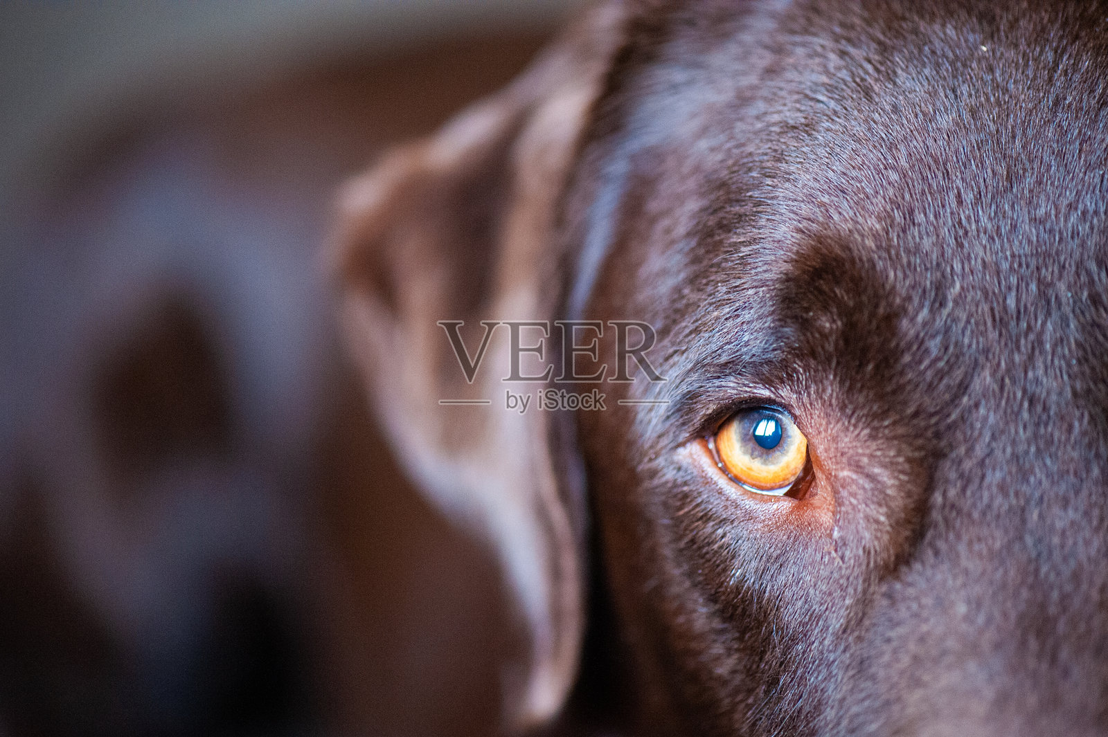 狗的特写肖像照片摄影图片