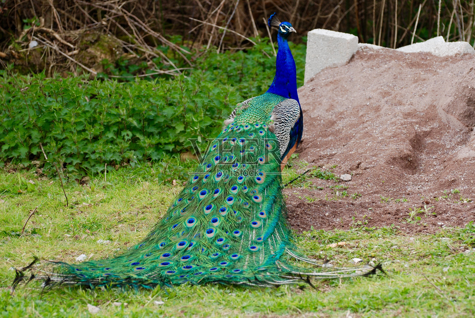 田野上的孔雀后视图照片摄影图片