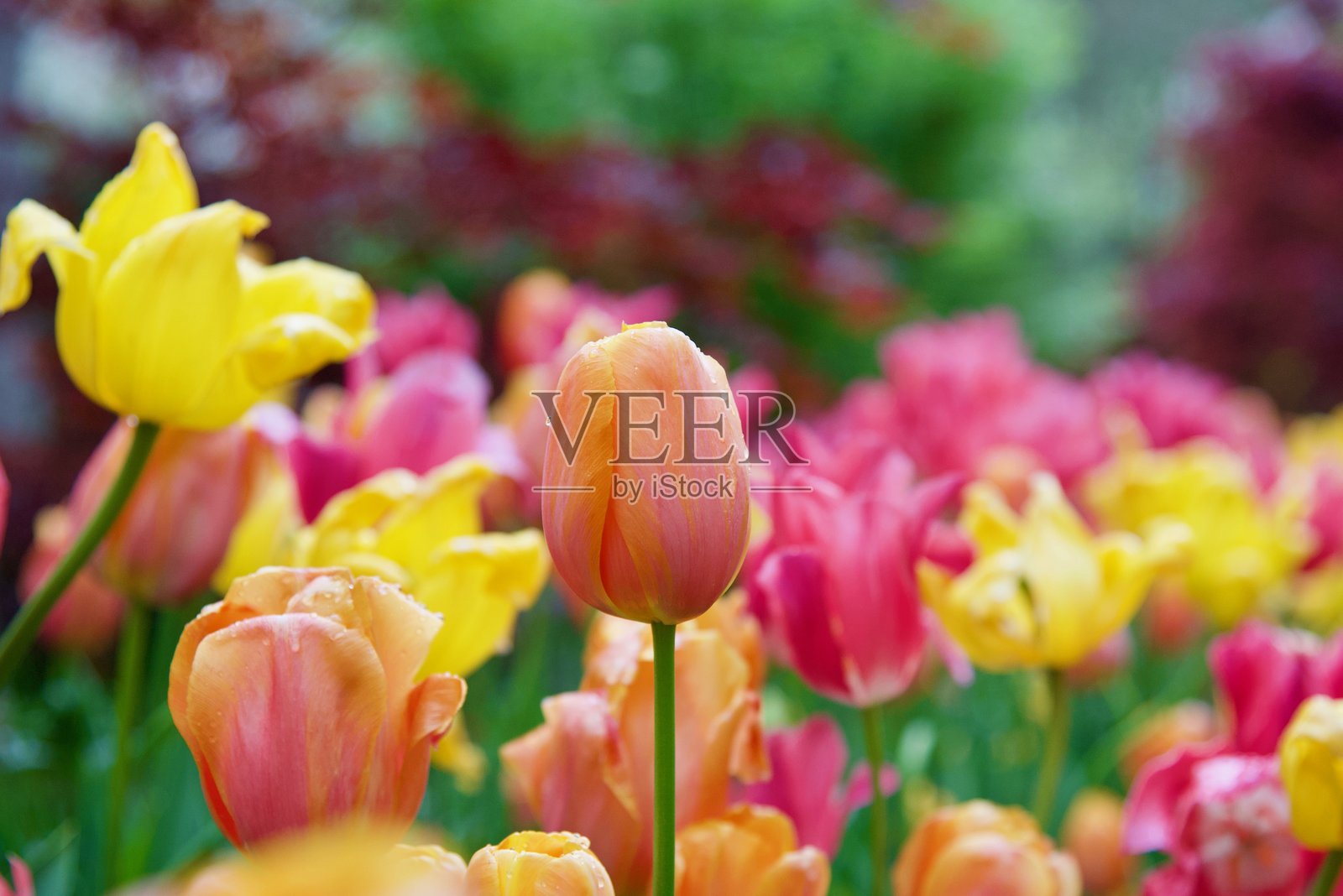 黄色郁金香特写照片摄影图片