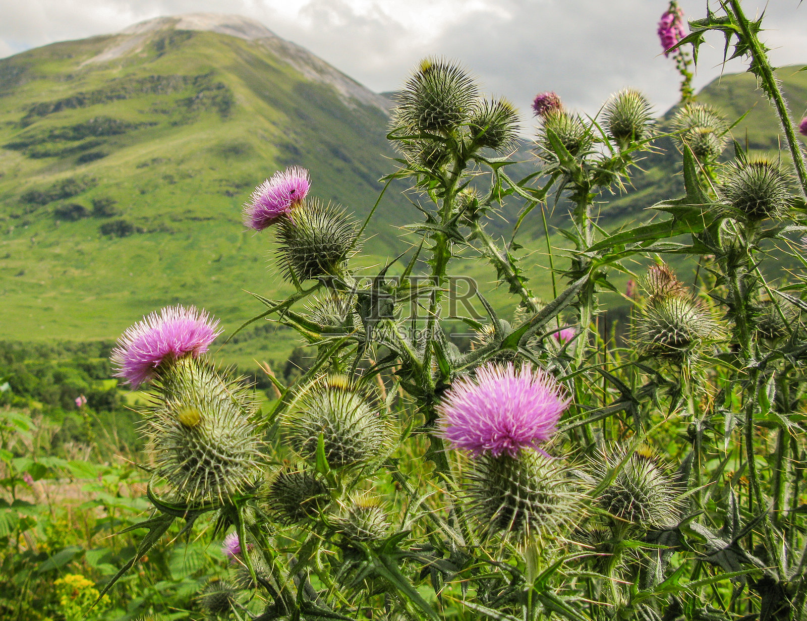 田野上盛开的蓟对着天空的特写照片摄影图片
