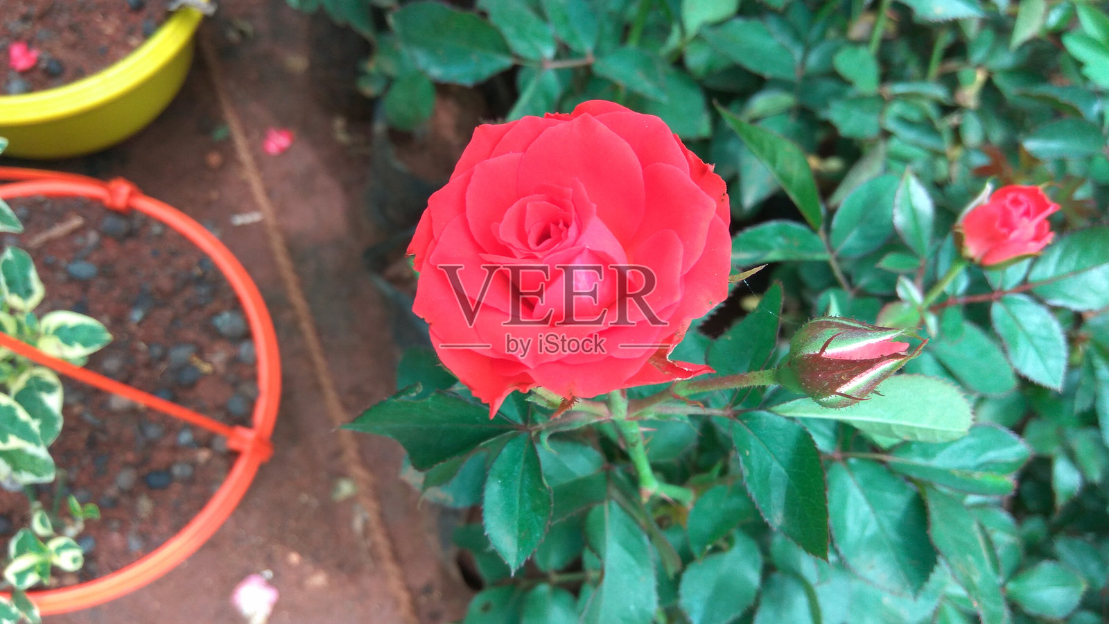 红玫瑰特写照片摄影图片