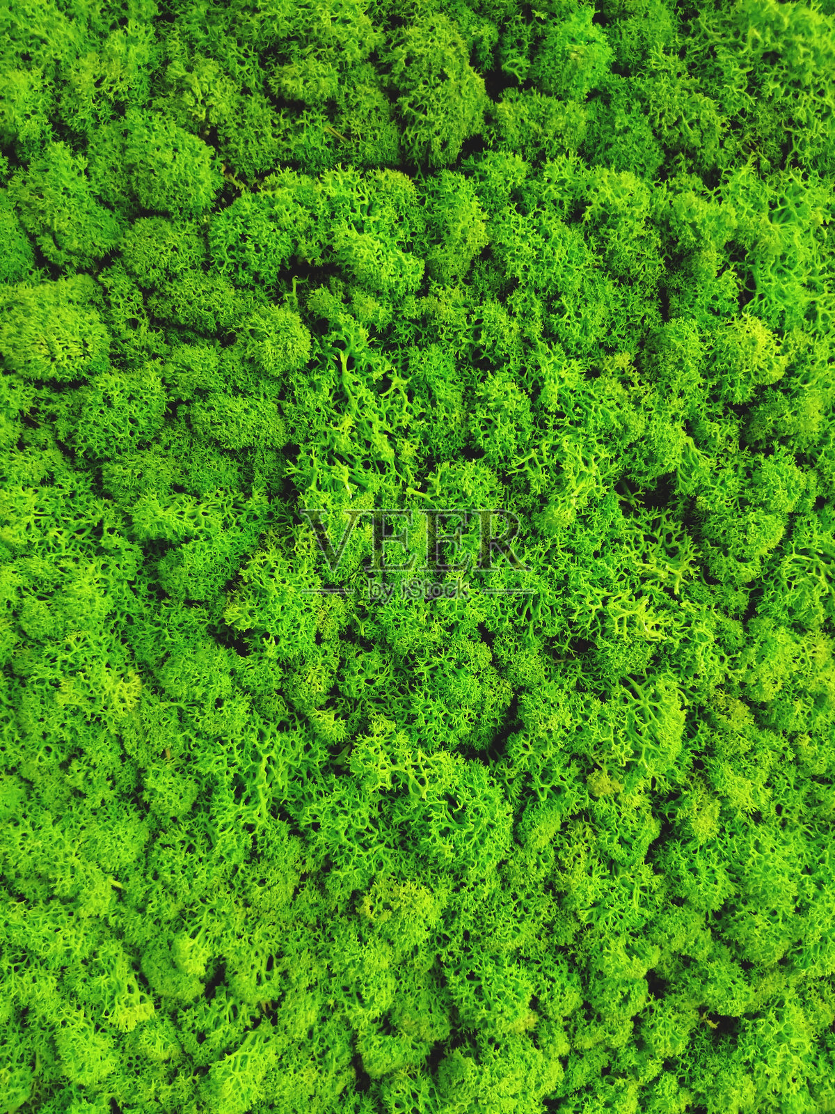 树干的全帧镜头照片摄影图片