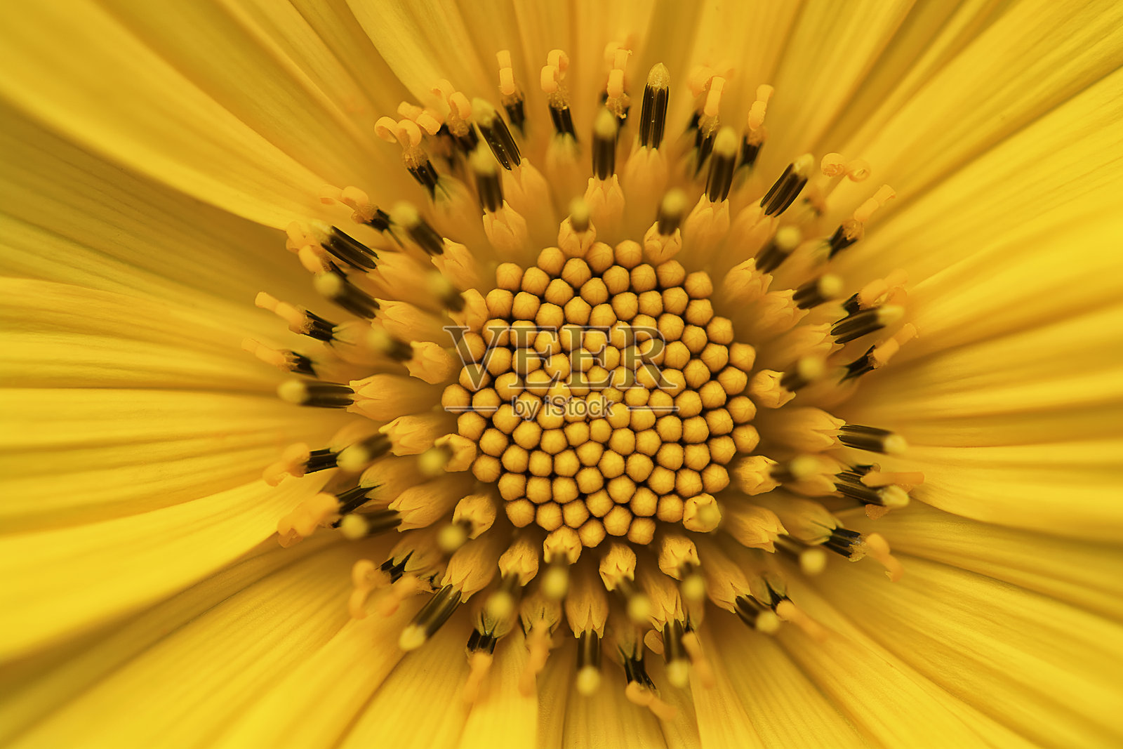 向日葵花粉的微距镜头照片摄影图片