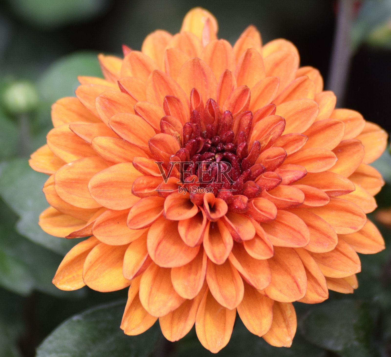 花盛开的特写照片摄影图片