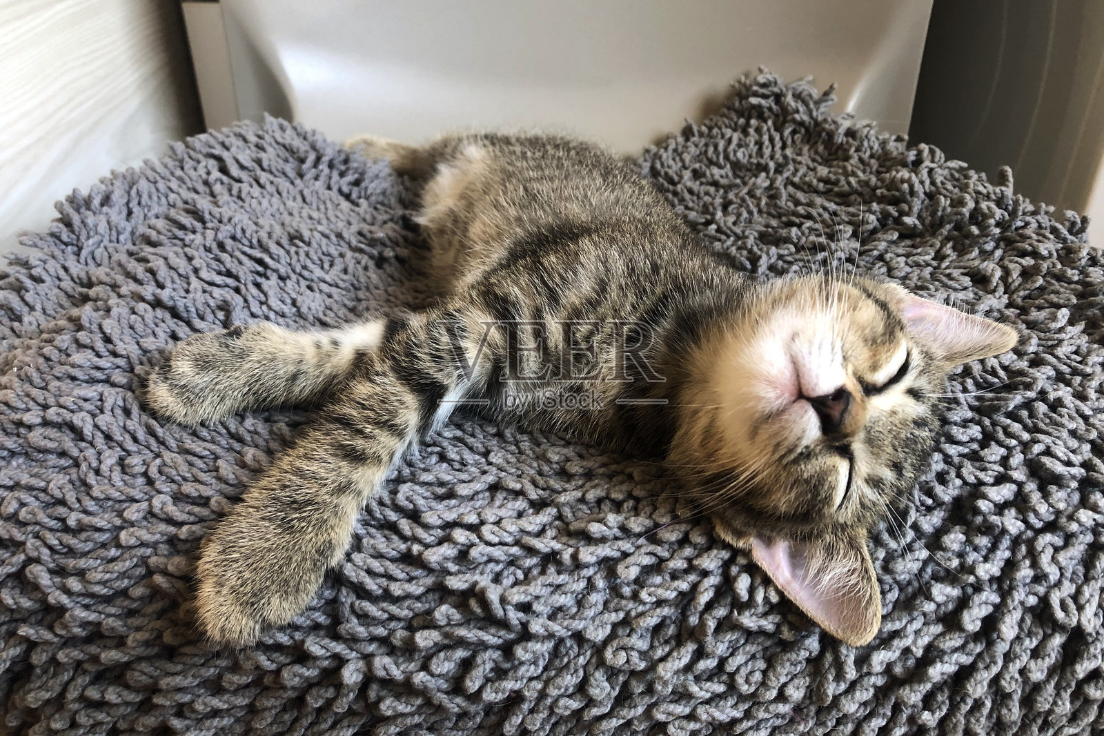 小猫猫在椅子上睡觉。意大利的普拉托Pasian di Prato照片摄影图片