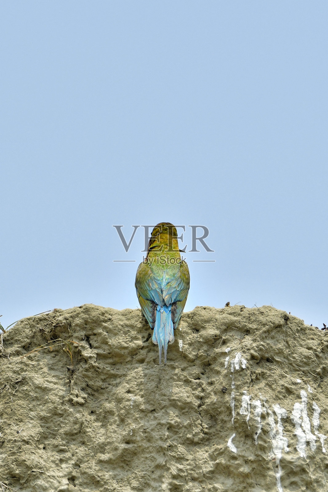 蓝尾绿蜂食者照片摄影图片