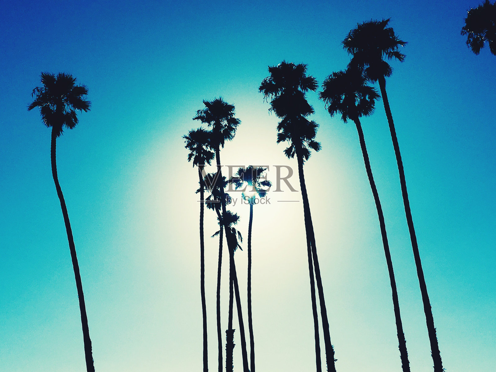 蓝天下棕榈树的低角度视角照片摄影图片